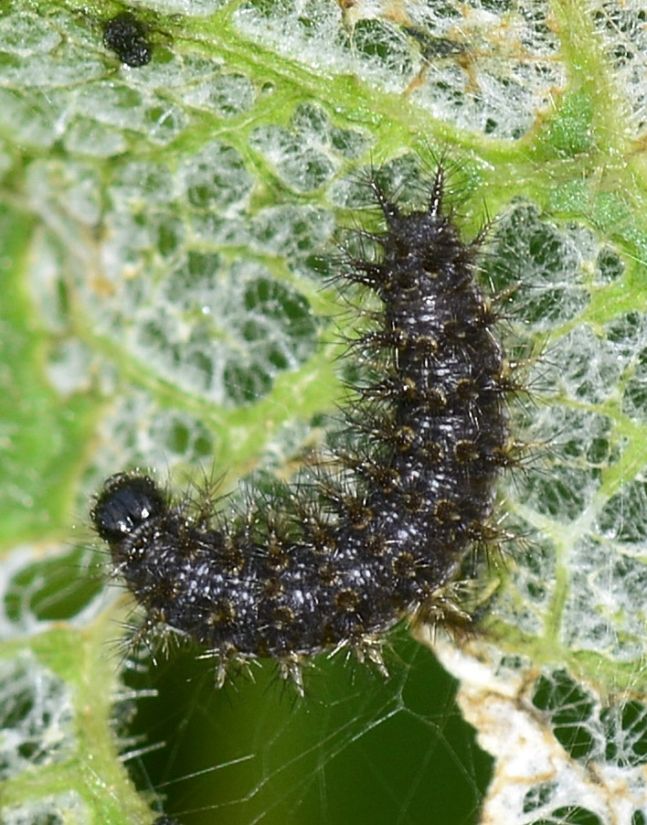 Larve nere - Melitaea phoebe, Nymphalidae