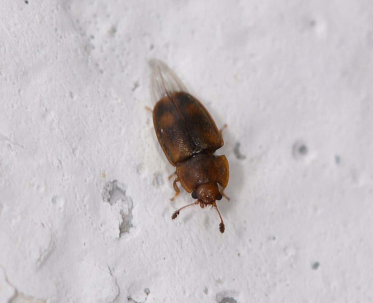 Nitidulidae: Epuraea cfr. variegata