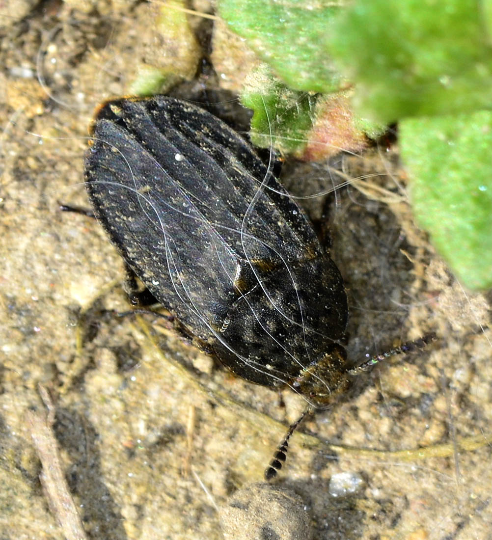 Silphidae - Thanatophilus sinuatus