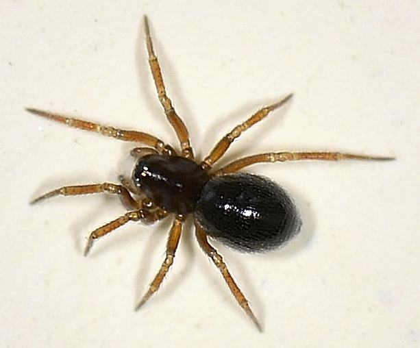 Linyphiidae: cfr. Erigone sp.  -  Bannio Anzino (VB)