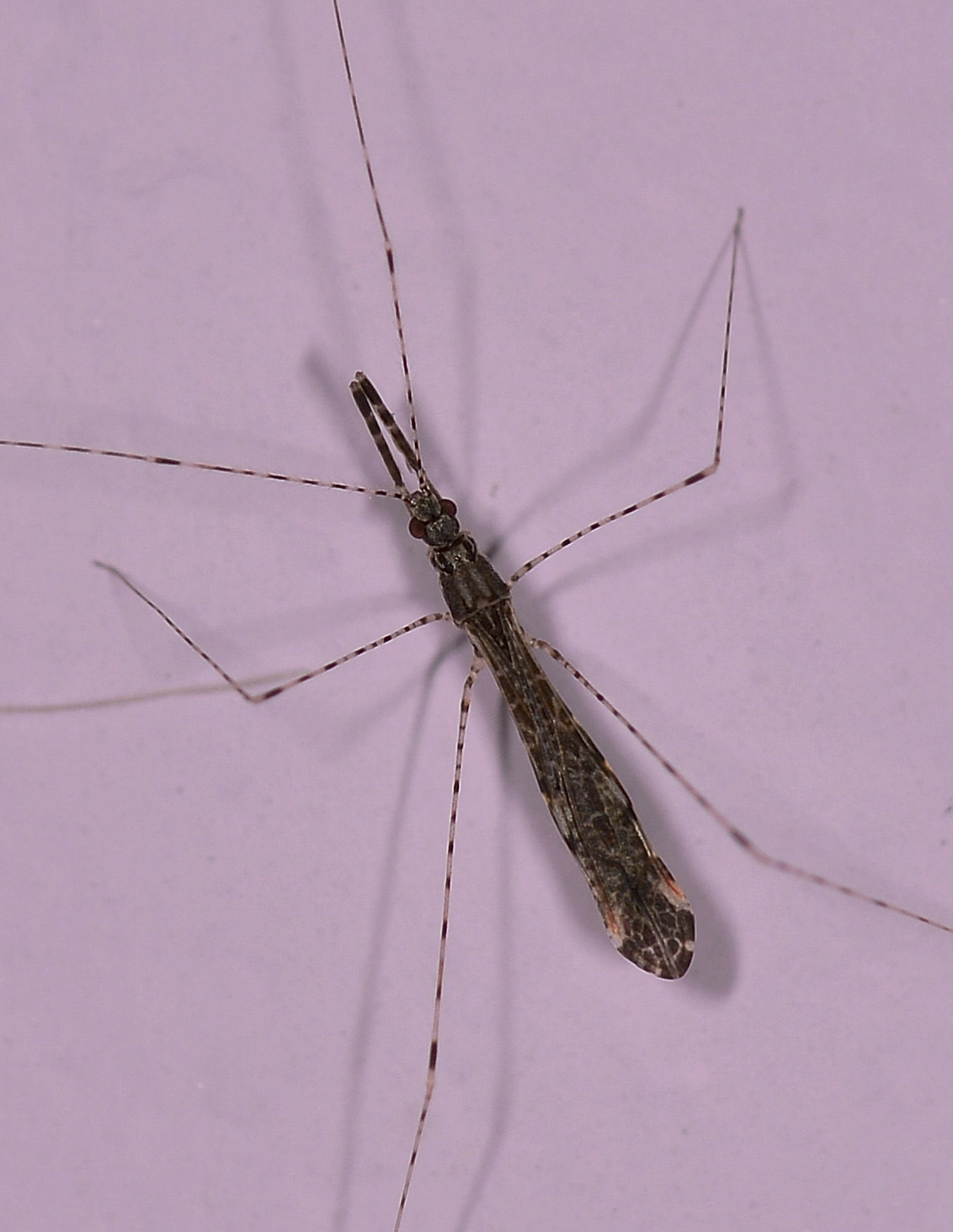 Reduviidae: Empicoris rubromaculatus