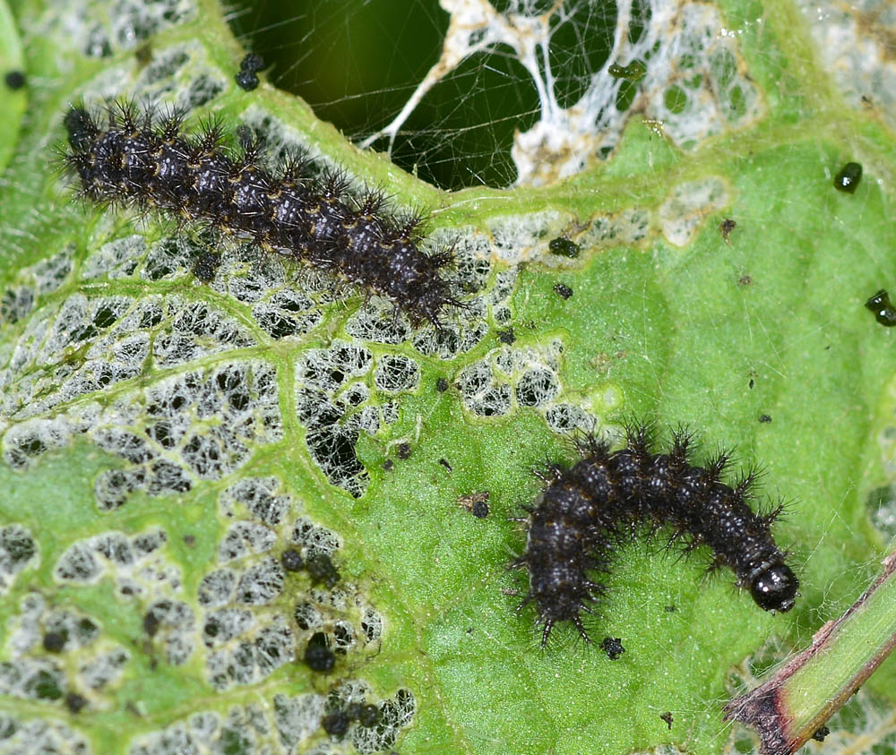 Larve nere - Melitaea phoebe, Nymphalidae