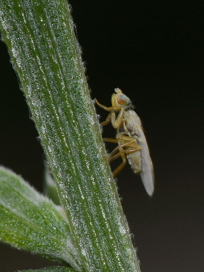 Ensina sonchi (Tephritidae) maschio