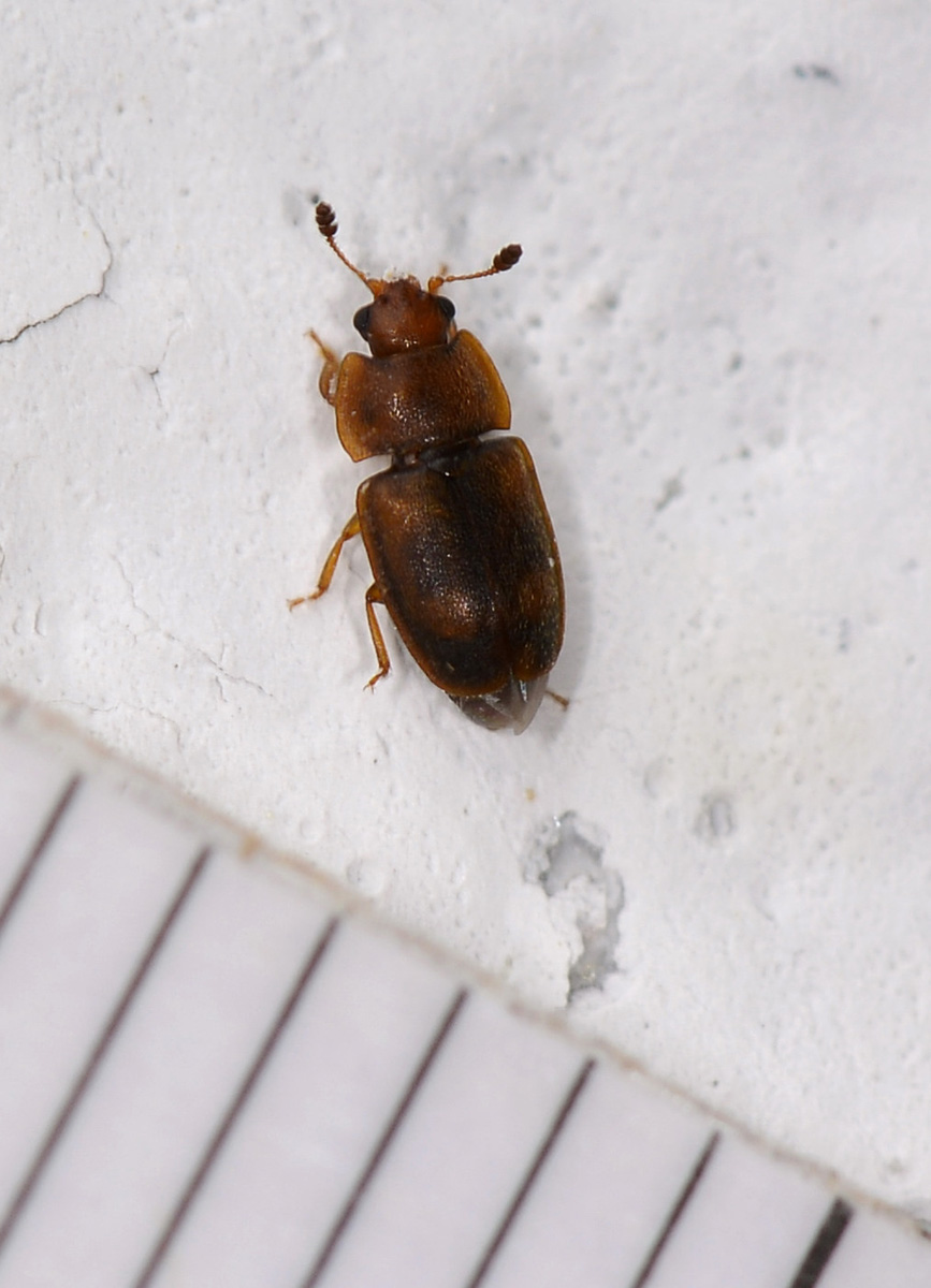 Nitidulidae: Epuraea cfr. variegata