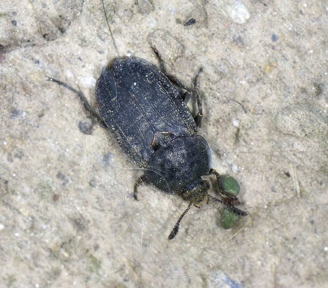 Silphidae - Thanatophilus sinuatus