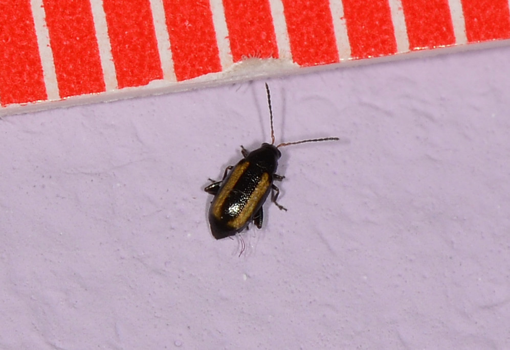 Chrysomelidae:  Phyllotreta vittula