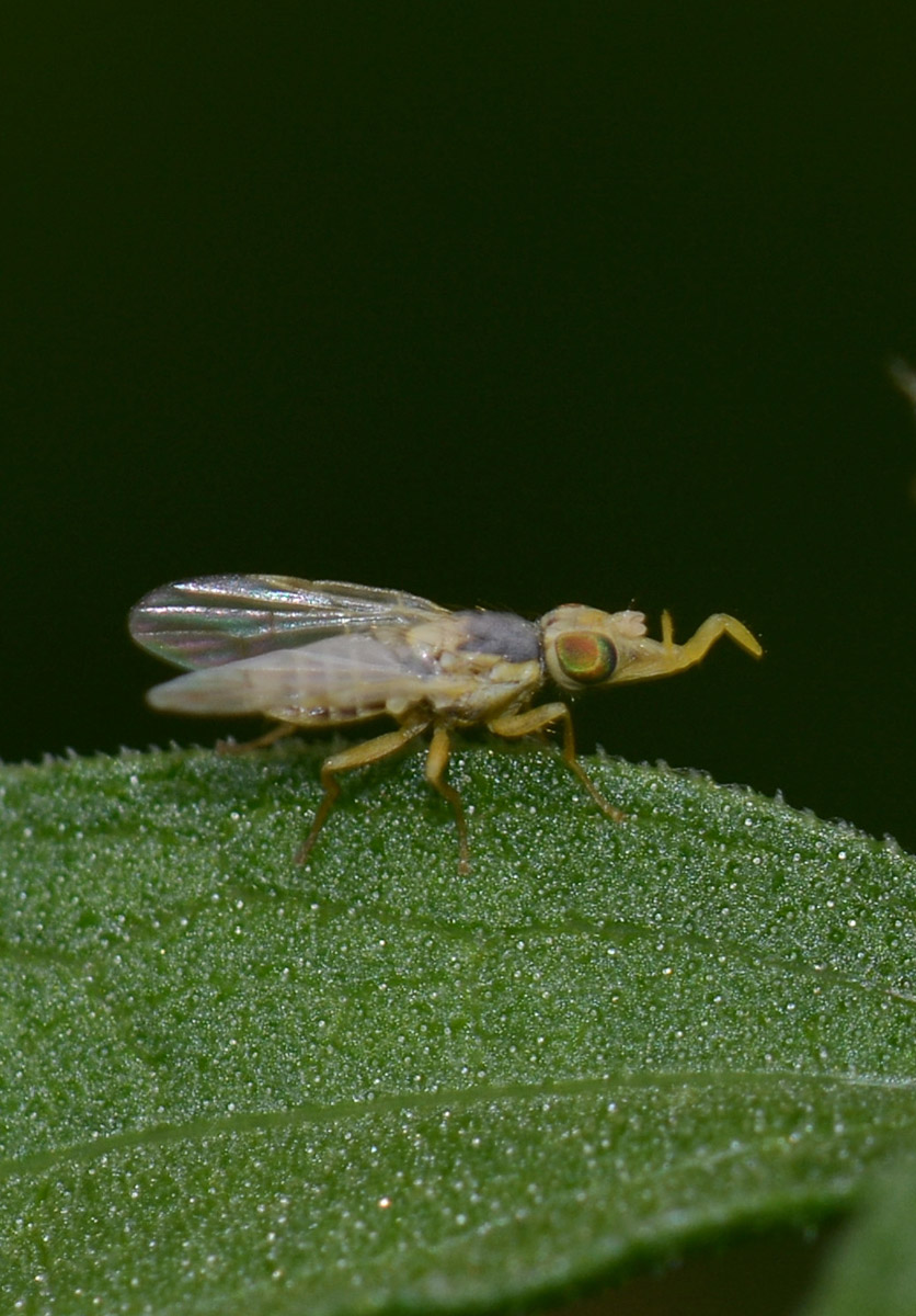 Ensina sonchi (Tephritidae) maschio