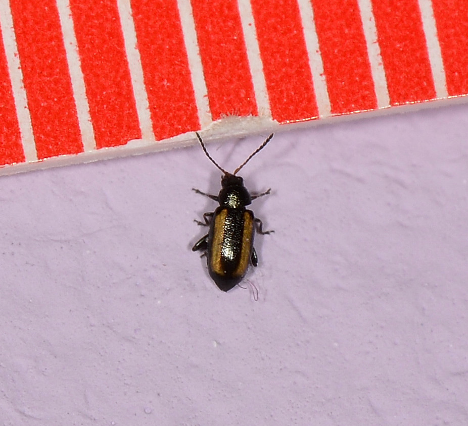 Chrysomelidae:  Phyllotreta vittula