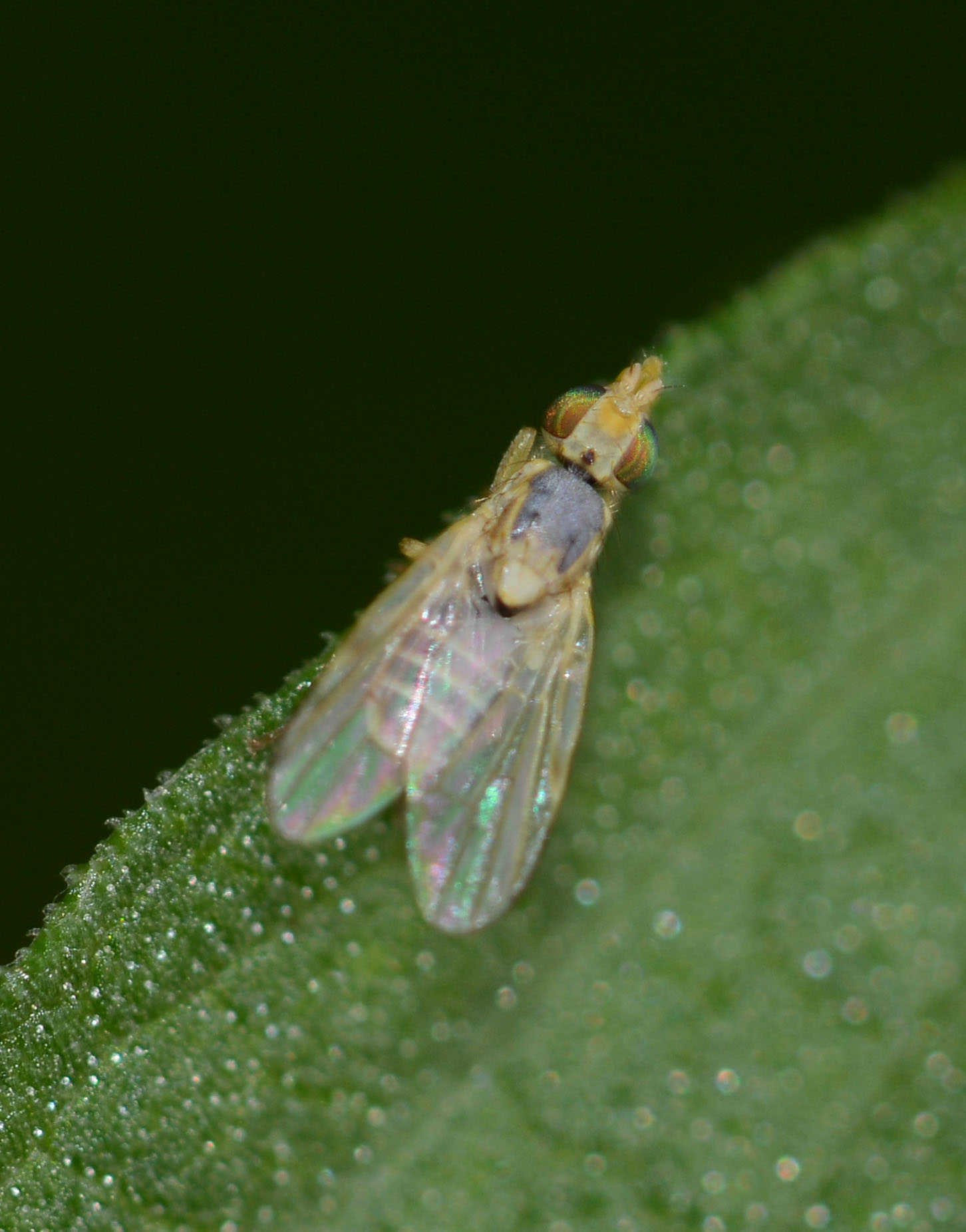 Ensina sonchi (Tephritidae) maschio