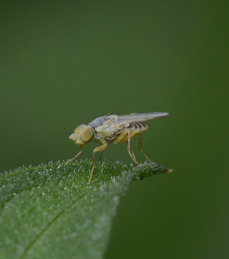 Ensina sonchi (Tephritidae) maschio