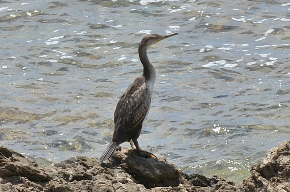 quale cormorano ?