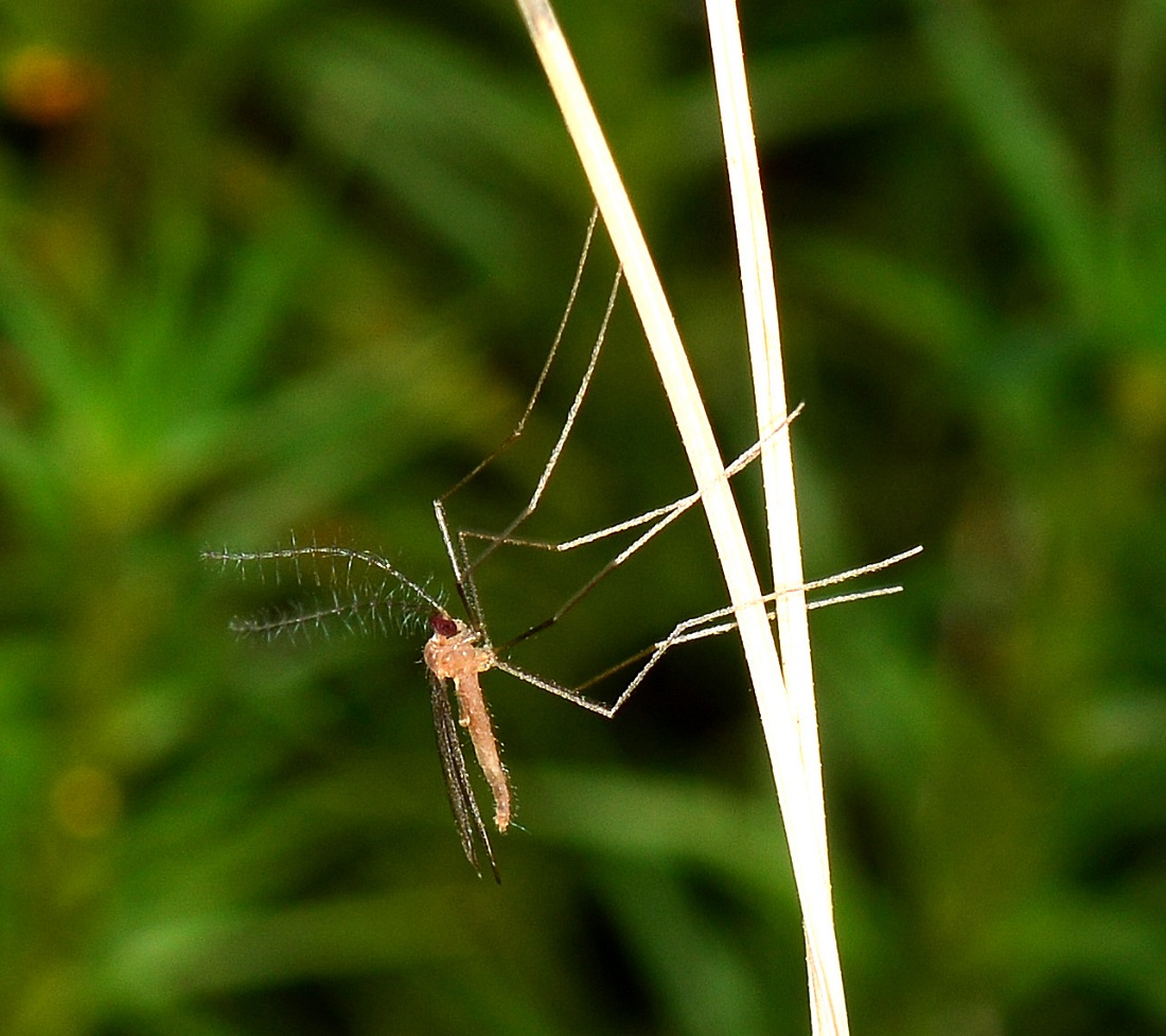 nugolo di ...Cecidomyiidae