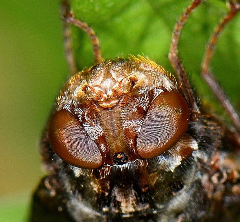 Oestridae:   Pharyngomyia picta