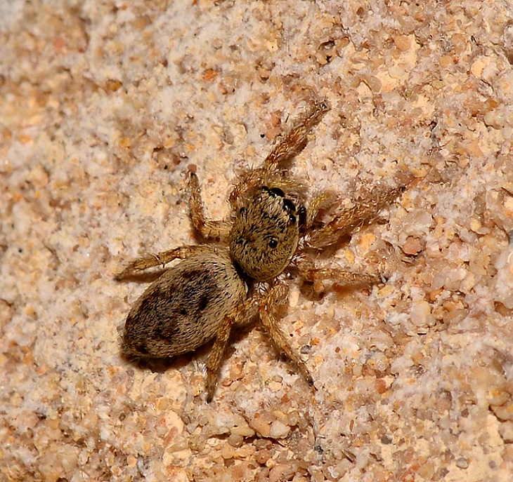 Salticus sp. - Vignacastrisi (Lecce)