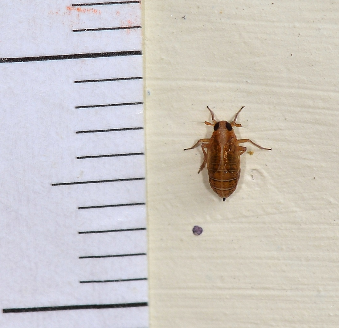 Delphacidae: cfr. Muellerianella sp., femmina