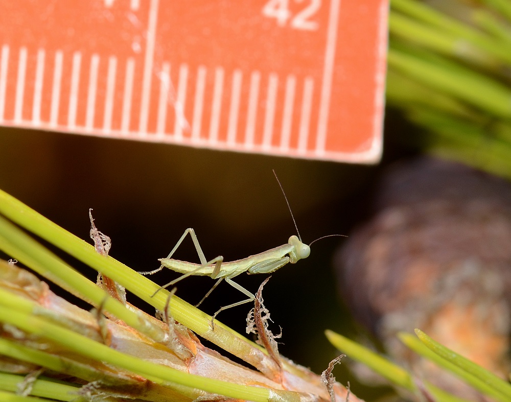 piccola mantide:  giovane Iris oratoria