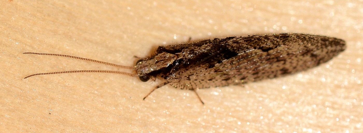 Hemerobiidae:  Wesmaelius cfr. subnebulosus, femmina