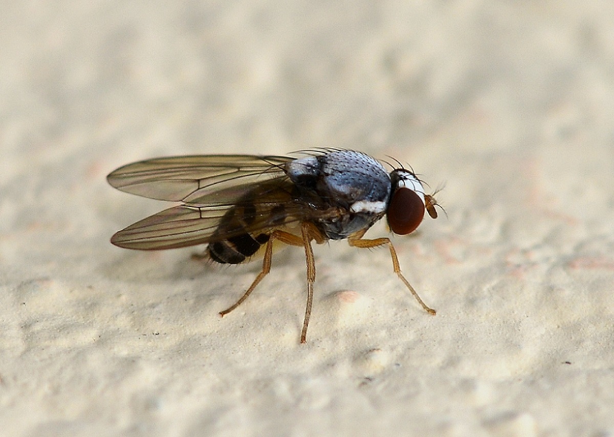 Leucophenga maculata maschio (Drosophilidae)