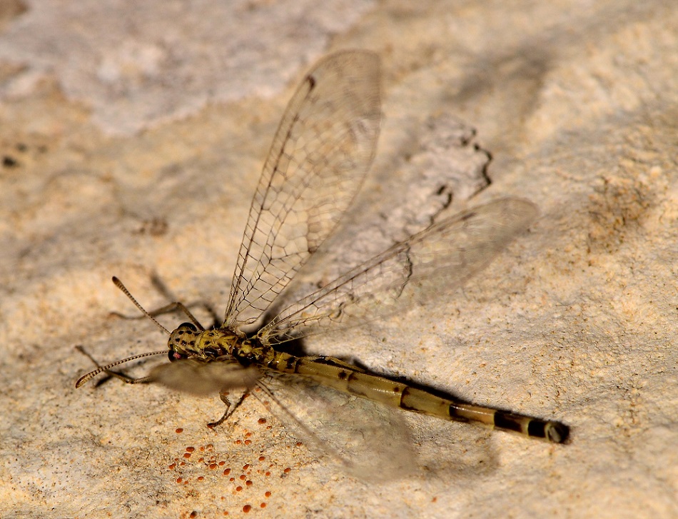 Myrmeleontidae chiaro:   Gymnocnemia variegata,  maschio