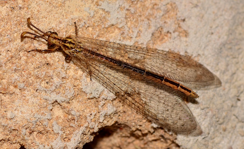 Myrmeleontidae con fascia nera:   Macronemurus appendiculatus,  femmina