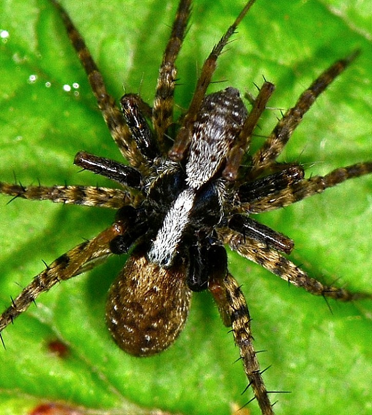 Lotta o accoppiamento ? Copula di Pardosa gr. lugubris - Bannio Anzino (VB)