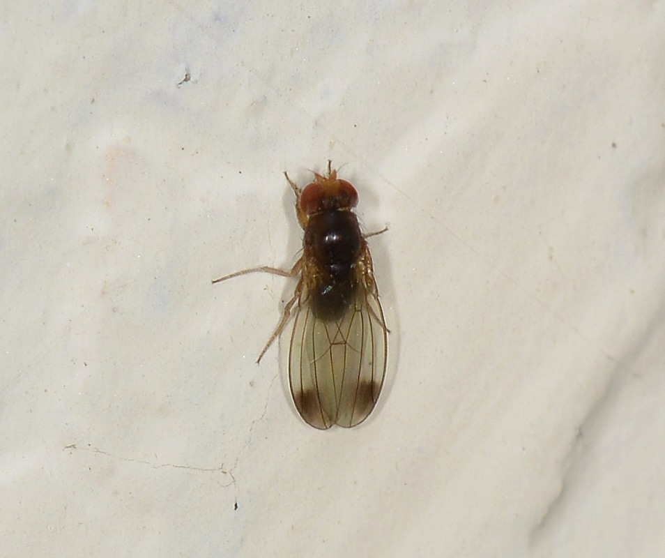 Drosophila cfr. suzukii, maschio