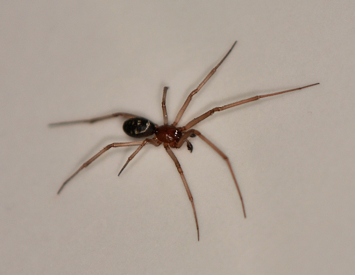 Steatoda grossa - Mediglia (MI)