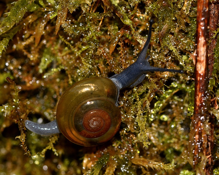 chiocciola d''oro