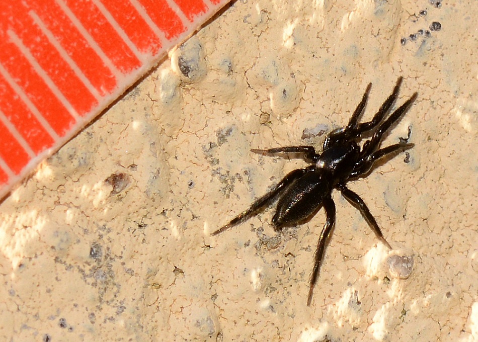 Zelotes sp. - Bannio Anzino (VB)