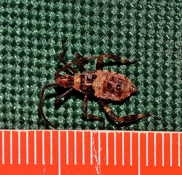 Coreidae:  ninfa  di Leptoglossus occidentalis