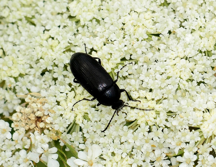 Podonta italica - Tenebrionidae Alleculinae