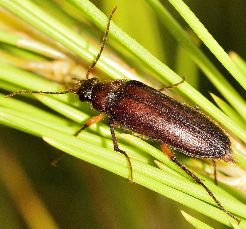 Elateridae Cebrioninae:  Cebrio melonii