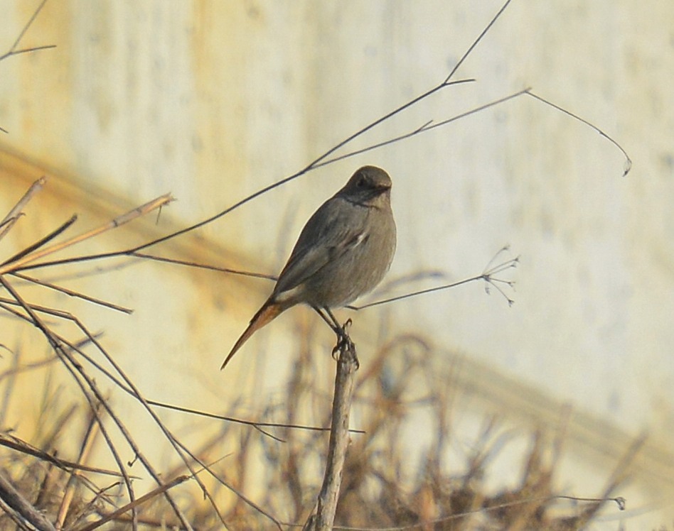 Codirosso spazzacamino (Phoenicurus ochruros), femmina