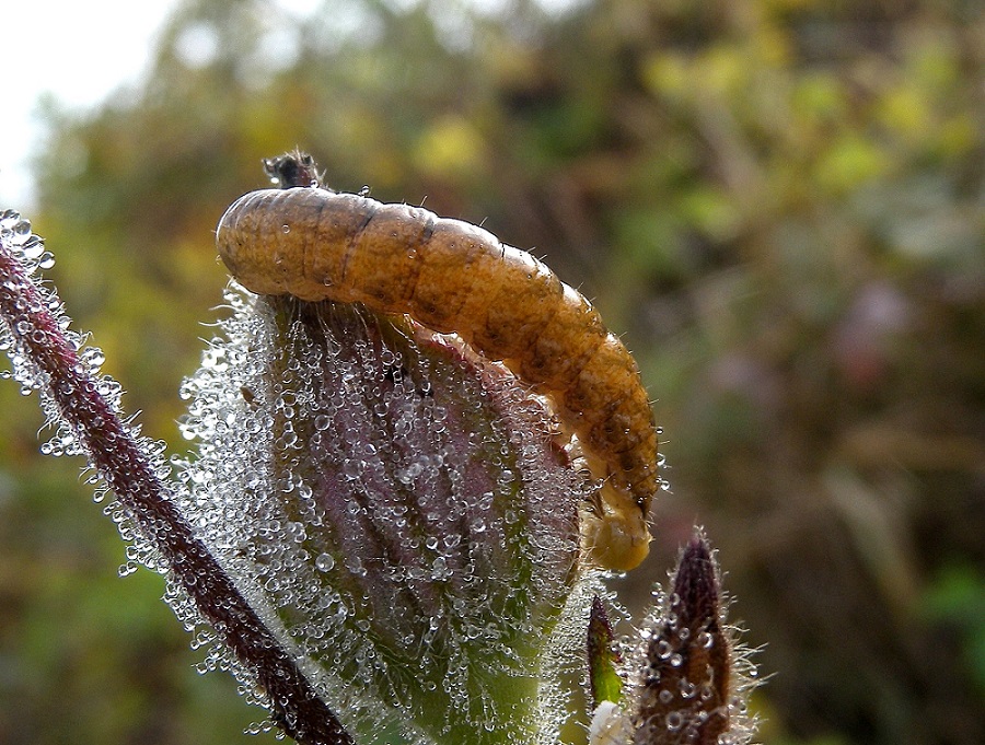 larva umida - Hadena sp, Noctuidae