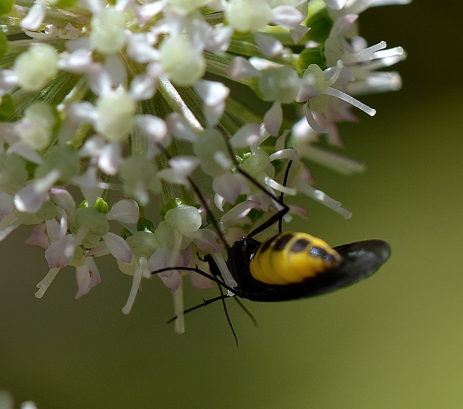 Nero giallo: Sciara sp. (Sciaridae)