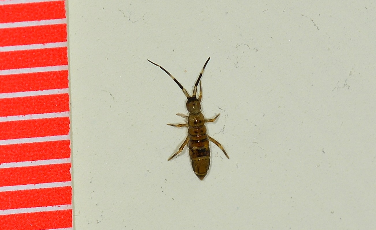 Collembola Entomobryidae: Orchesella cfr. villosa