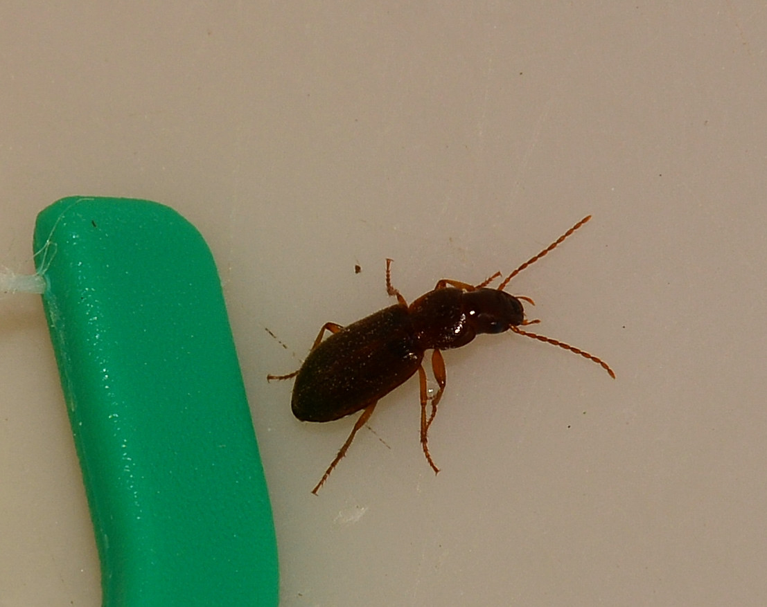 Carabidae: Parophonus planicollis