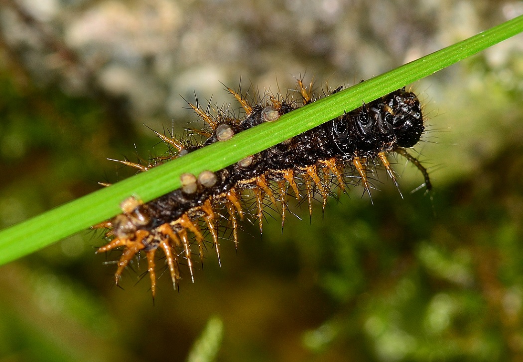 Strana larva - Argynnis (Argynnis) paphia