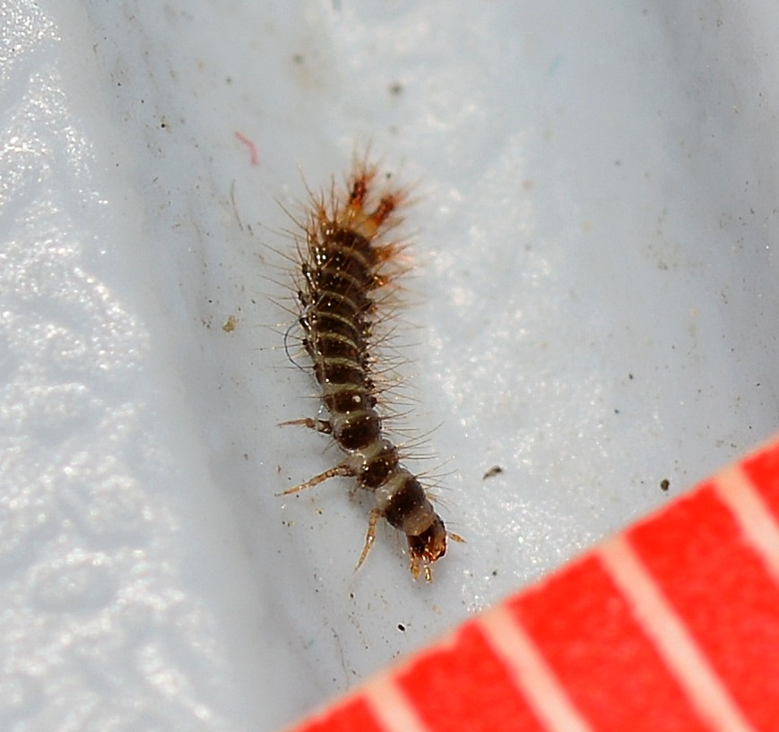 Larva di Drilidae ?  S, di Drilus sp.