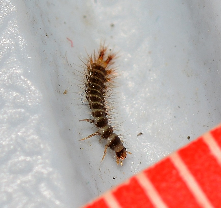 Larva di Drilidae ?  Sì, di Drilus sp.