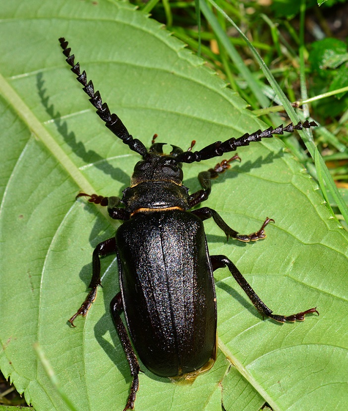 Cerambycidae: Prionus coriarius