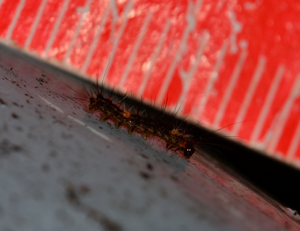 Piccola larva colorata - Orgyia (Orgyia) antiqua, Erebidae Lymantriinae
