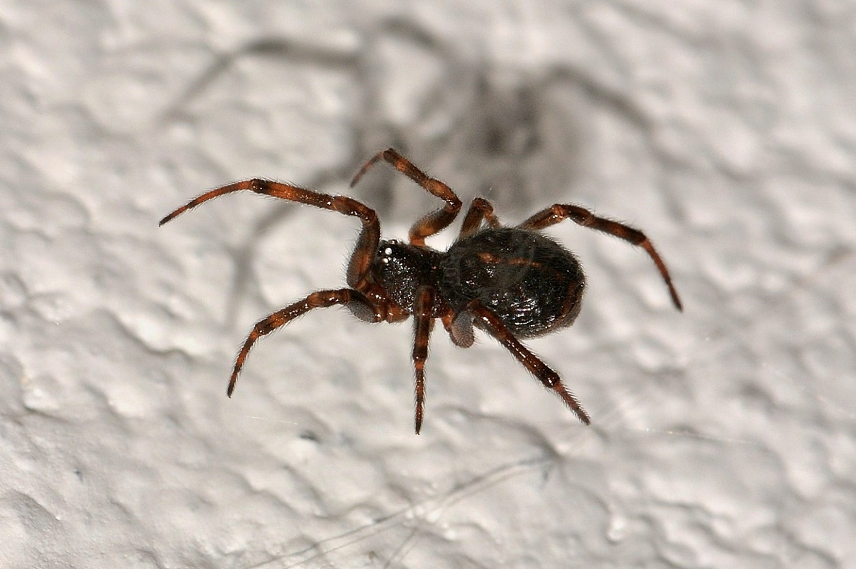 ragno scuro: Steatoda bipunctata - Bannio Anzino (VB)