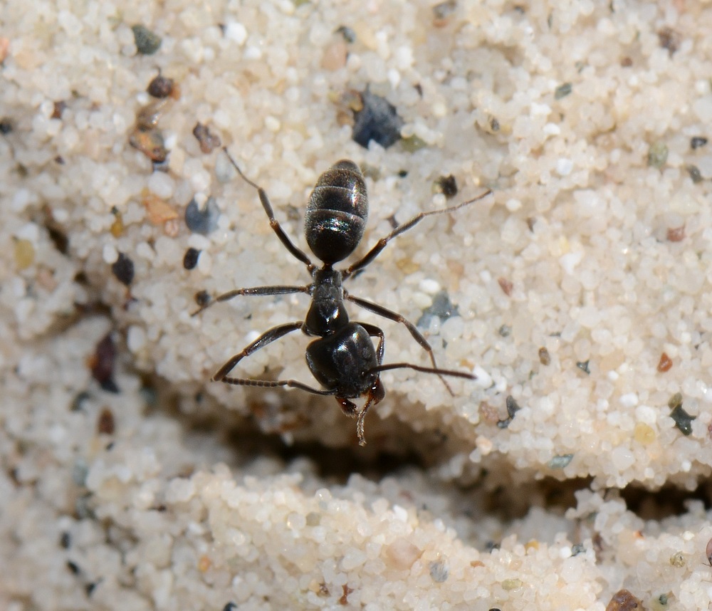 Camponotus? No. Tapinoma sp.