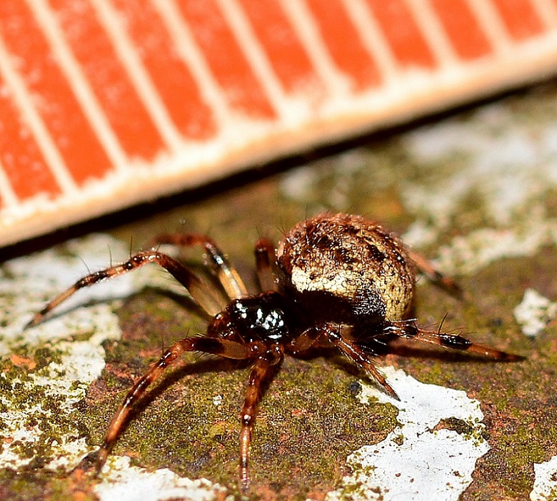 Dipoena sp. - Bannio Anzino (VB)