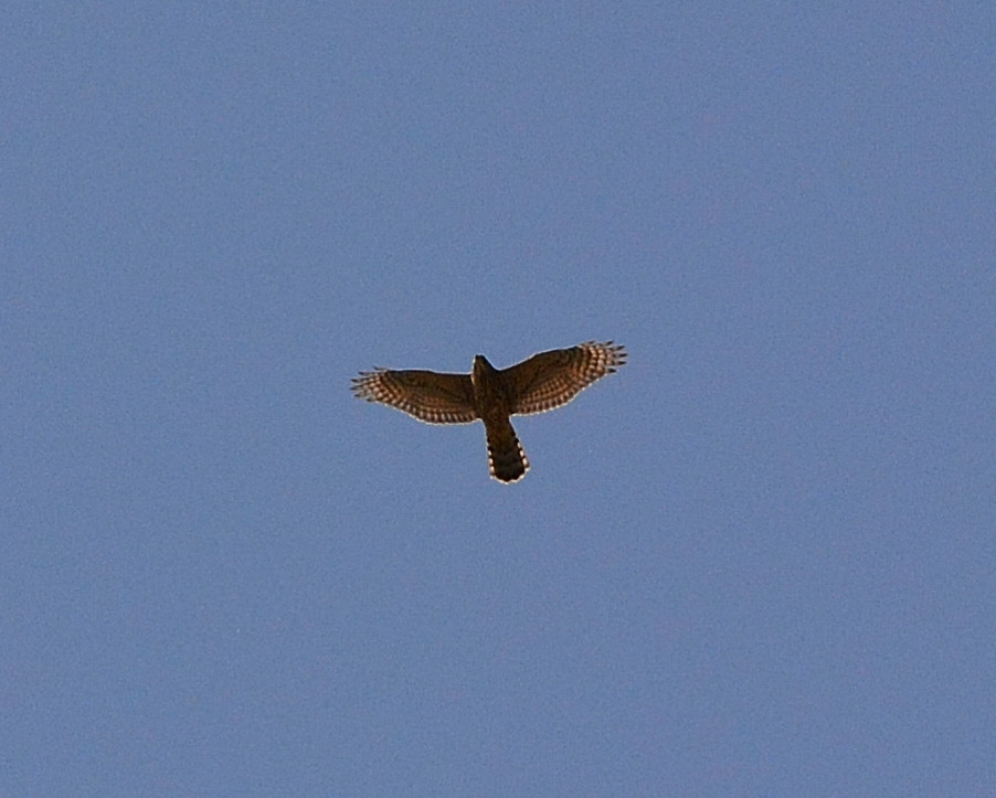 Rapace:    Astore (Accipiter gentilis) juv.