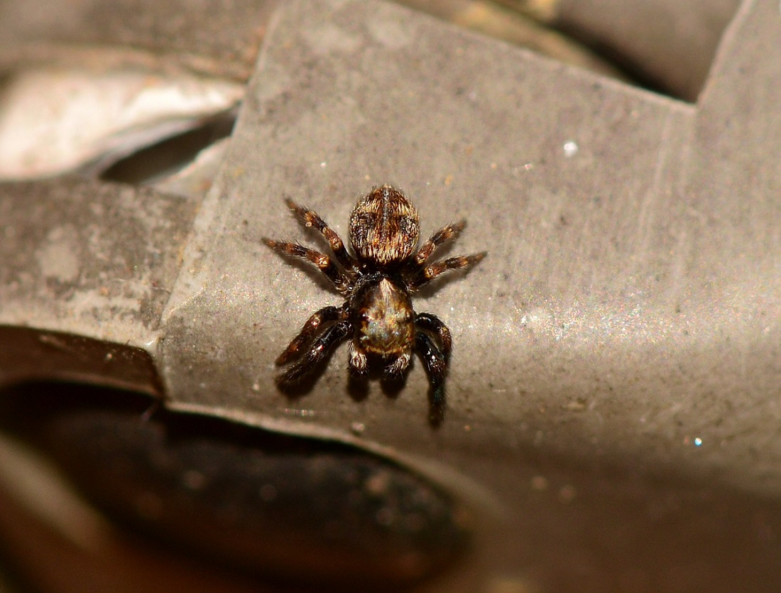 picccolo Salticidae: maschio di Pseudeuophorys erratica - Mediglia (MI)