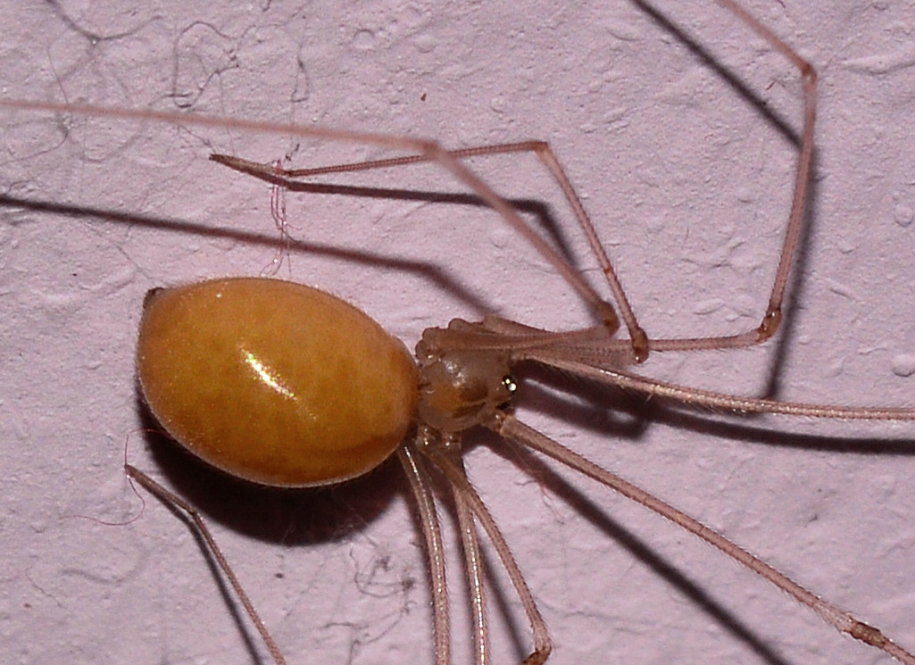 Pholcidae con preda:  Pholcus phalangioides - Mediglia (MI)