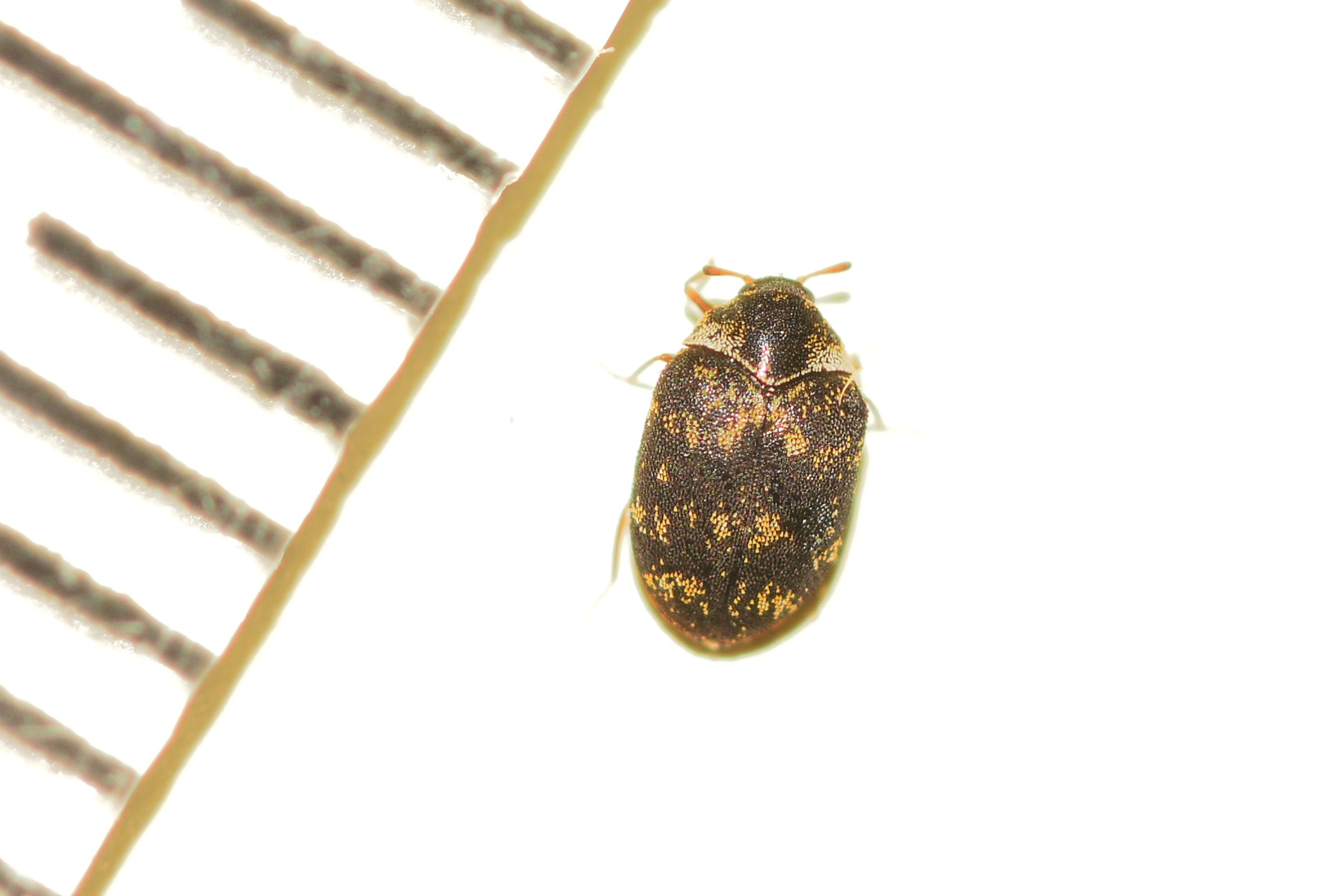 Dermestidae: Anthrenus fuscus