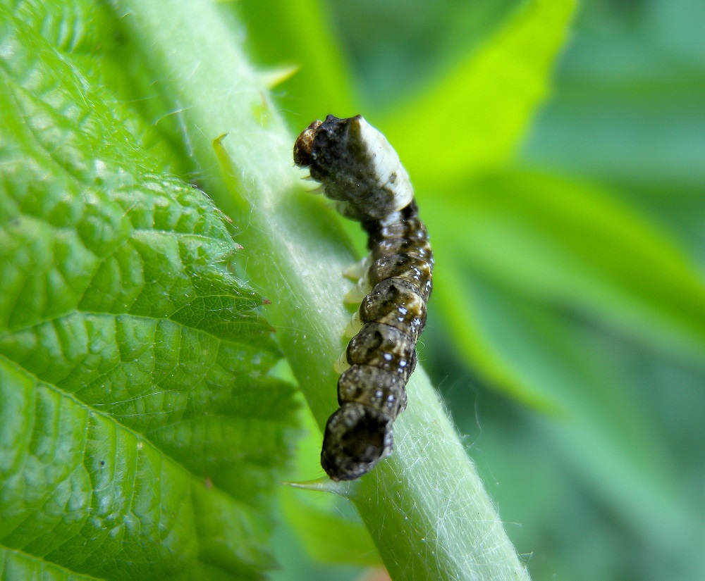 larva da id - Thyatira batis, Drepanidae